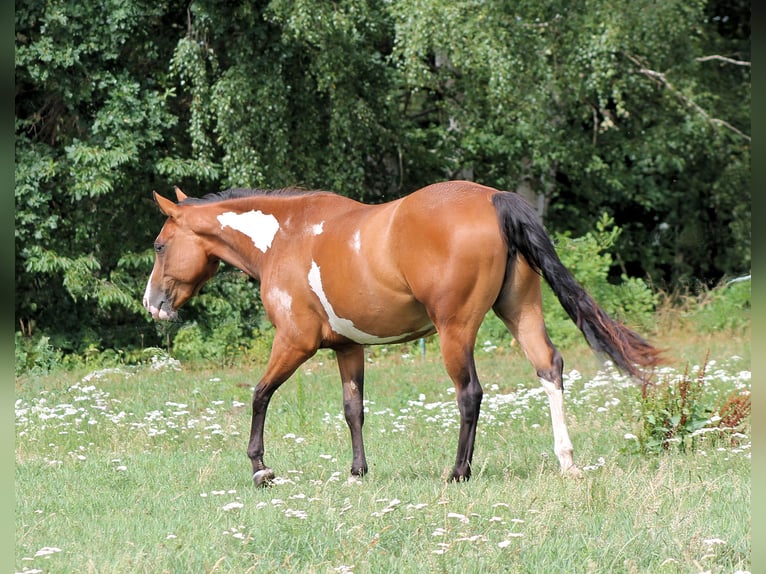 Paint Horse Klacz 4 lat 148 cm Overo wszelkich maści in Bautzen