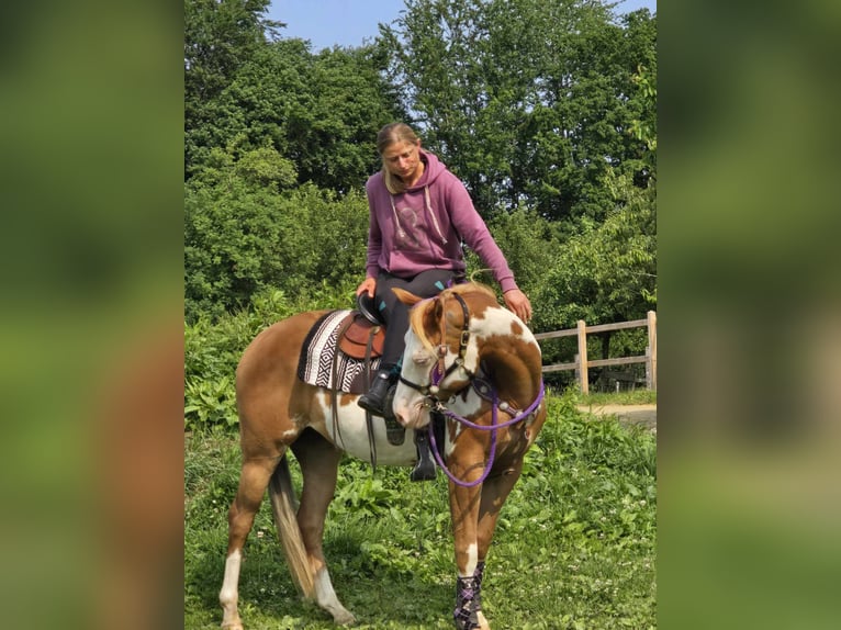 Paint Horse Klacz 4 lat 150 cm Overo wszelkich maści in Linkenbach