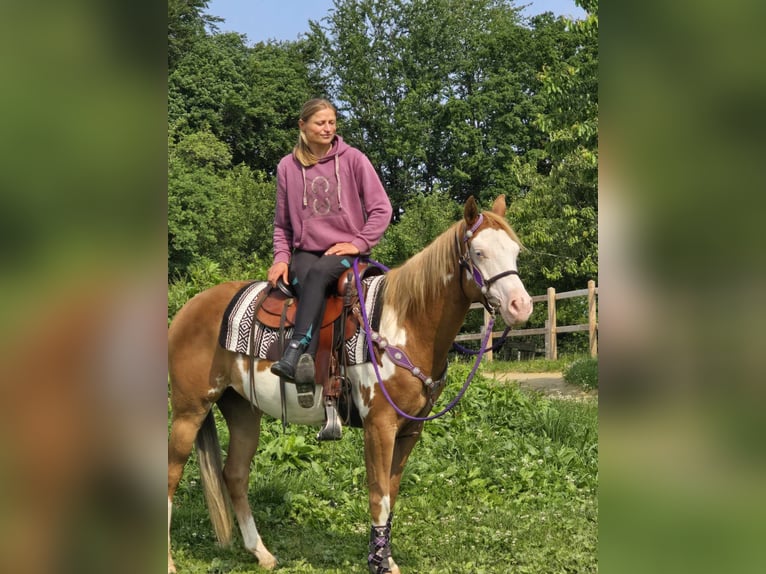 Paint Horse Klacz 4 lat 150 cm Overo wszelkich maści in Linkenbach
