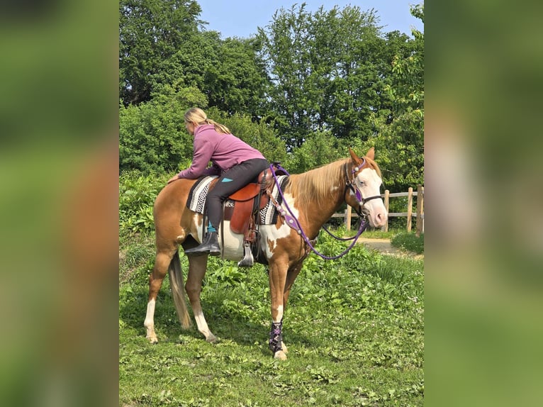 Paint Horse Klacz 4 lat 150 cm Overo wszelkich maści in Linkenbach