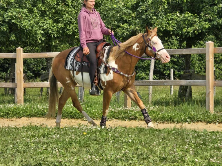 Paint Horse Klacz 4 lat 150 cm Overo wszelkich maści in Linkenbach