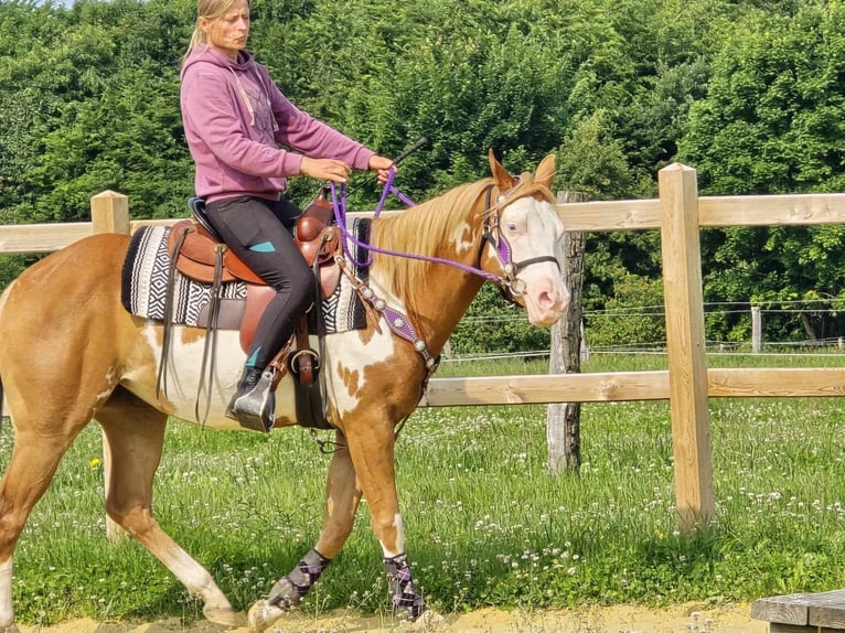Paint Horse Klacz 4 lat 150 cm Overo wszelkich maści in Linkenbach