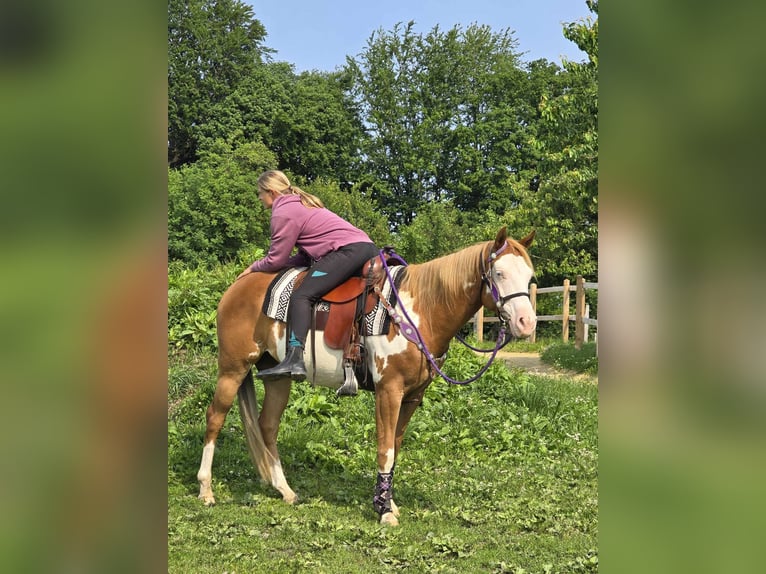 Paint Horse Klacz 4 lat 150 cm Overo wszelkich maści in Linkenbach