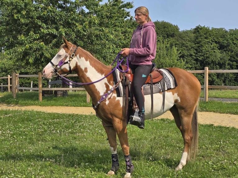Paint Horse Klacz 4 lat 150 cm Overo wszelkich maści in Linkenbach