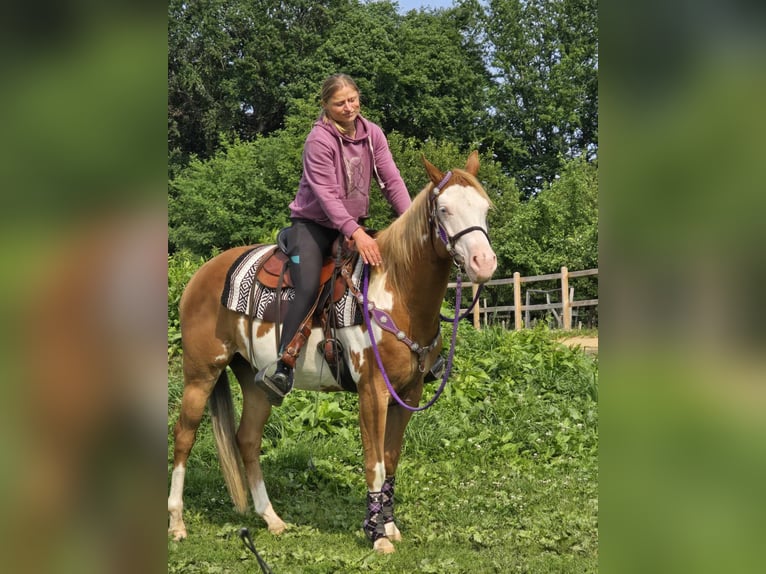 Paint Horse Klacz 4 lat 150 cm Overo wszelkich maści in Linkenbach