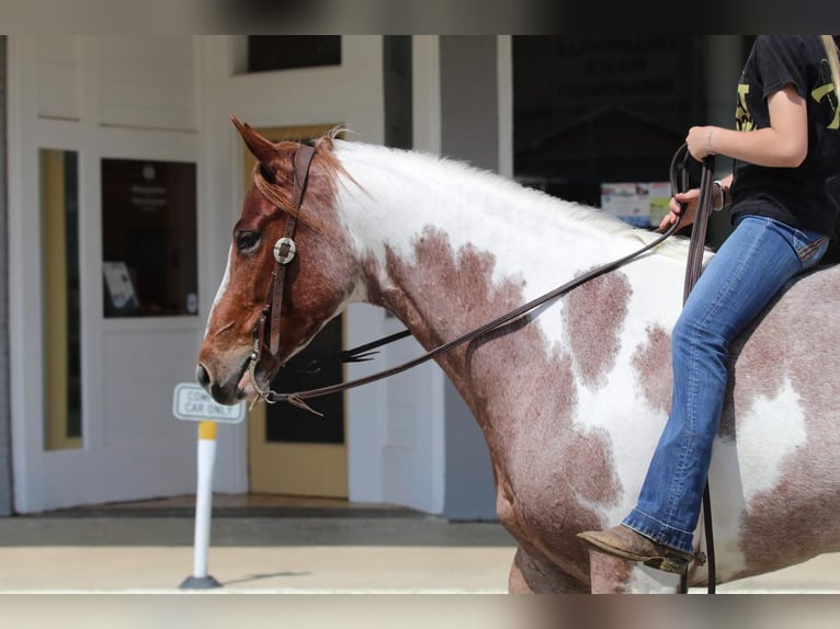 Paint Horse Klacz 4 lat 152 cm Kasztanowatodereszowata in Pilot Point, TX