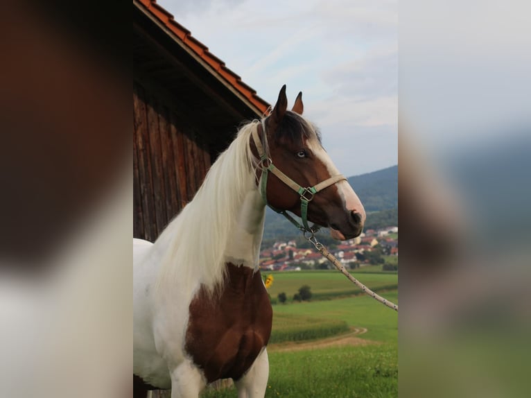 Paint Horse Klacz 4 lat 152 cm Tobiano wszelkich maści in Patersdorf