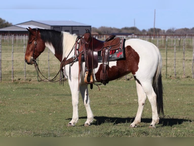 Paint Horse Klacz 4 lat 152 cm in Macon, MO