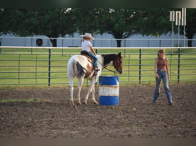 Paint Horse Klacz 4 lat 152 cm in Macon, MO