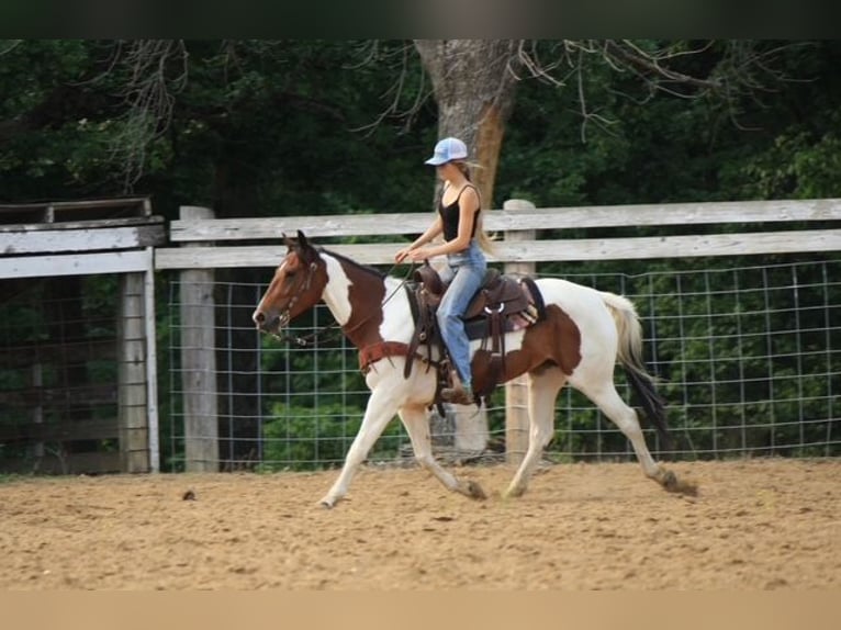 Paint Horse Klacz 4 lat 152 cm in Macon, MO
