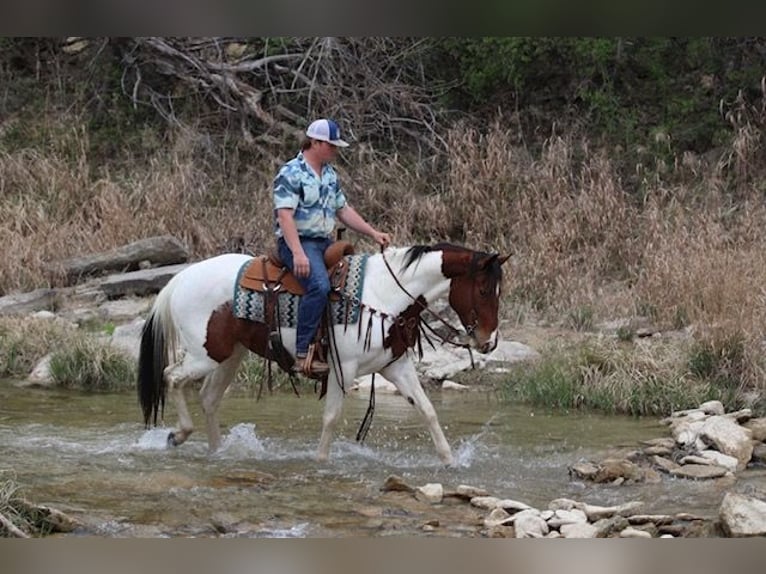 Paint Horse Klacz 4 lat 152 cm in Macon, MO