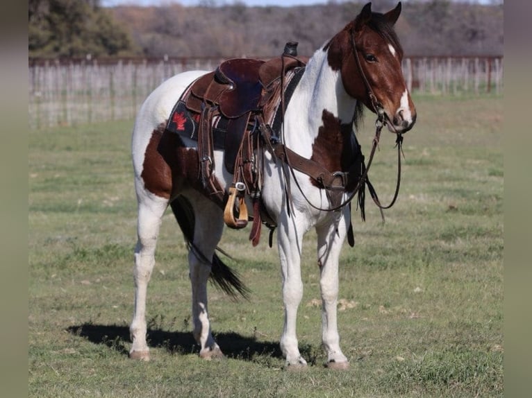 Paint Horse Klacz 4 lat 152 cm in Macon, MO