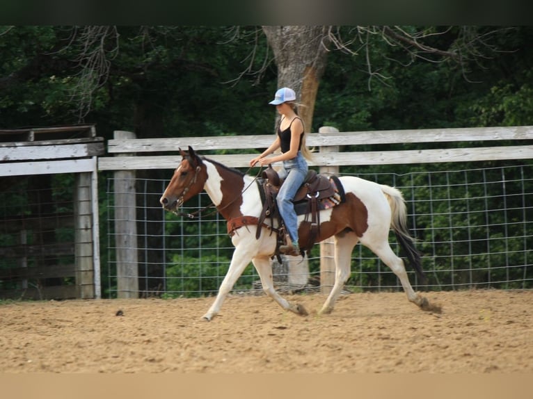 Paint Horse Klacz 4 lat 152 cm in Macon, MO
