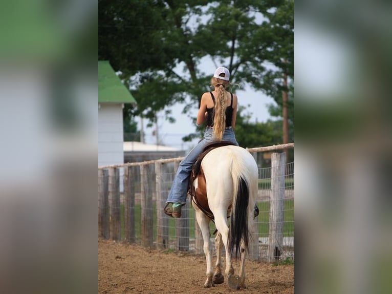 Paint Horse Klacz 4 lat 152 cm in Macon, MO