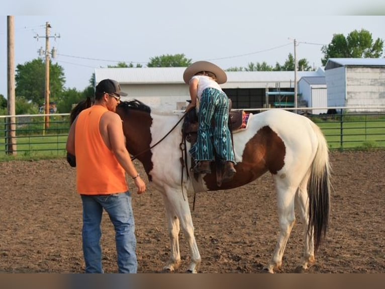 Paint Horse Klacz 4 lat 152 cm in Macon, MO