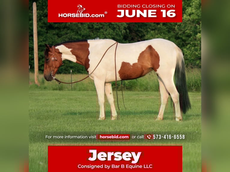 Paint Horse Klacz 4 lat 152 cm in Macon, MO