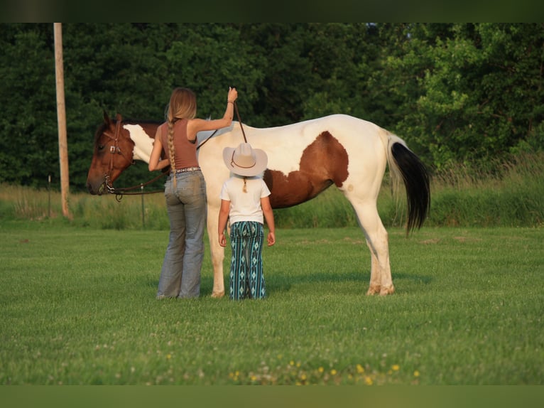 Paint Horse Klacz 4 lat 152 cm in Macon, MO