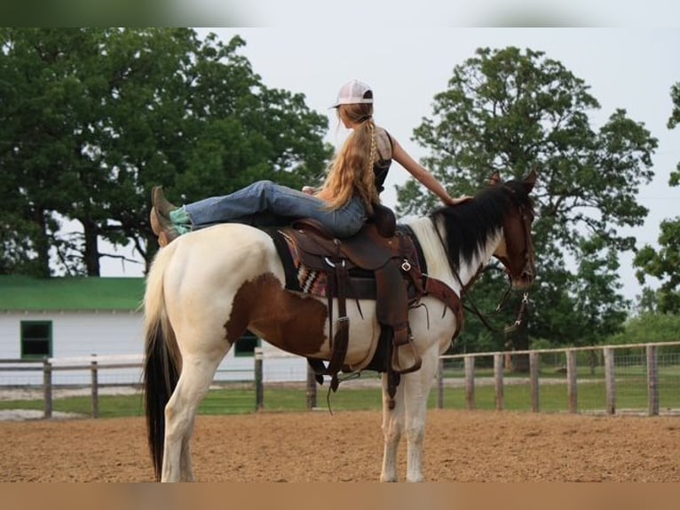 Paint Horse Klacz 4 lat 152 cm in Macon, MO