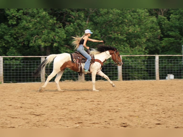 Paint Horse Klacz 4 lat 152 cm in Macon, MO