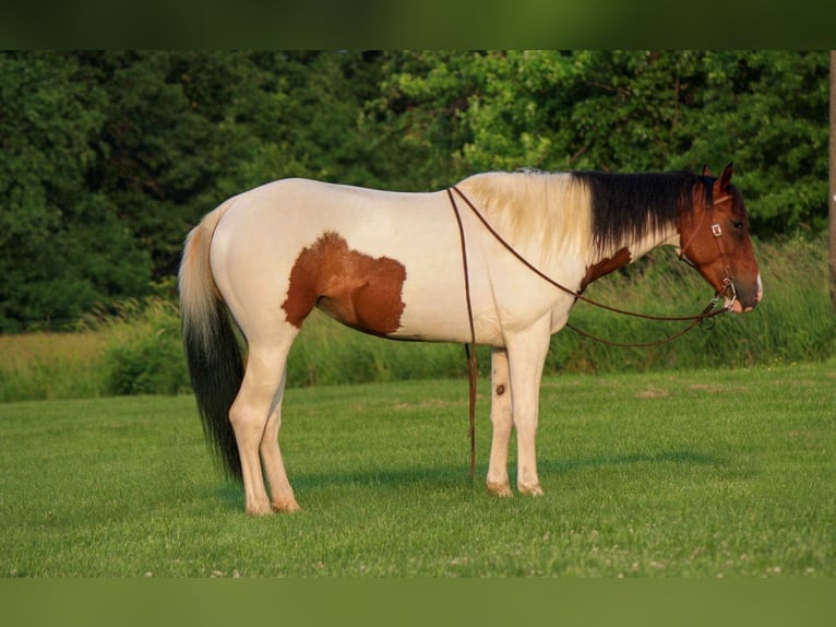 Paint Horse Klacz 4 lat 152 cm in Macon, MO