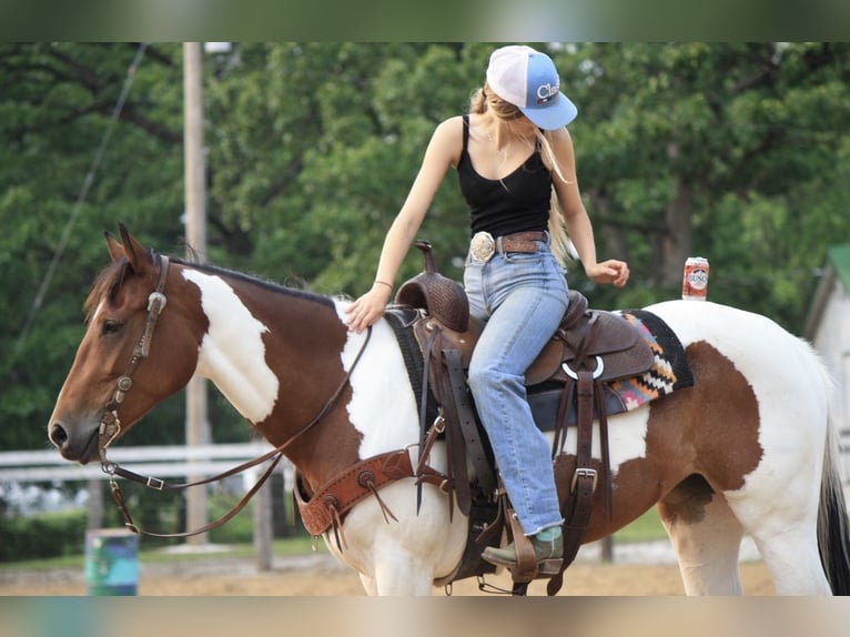 Paint Horse Klacz 4 lat 152 cm in Macon, MO