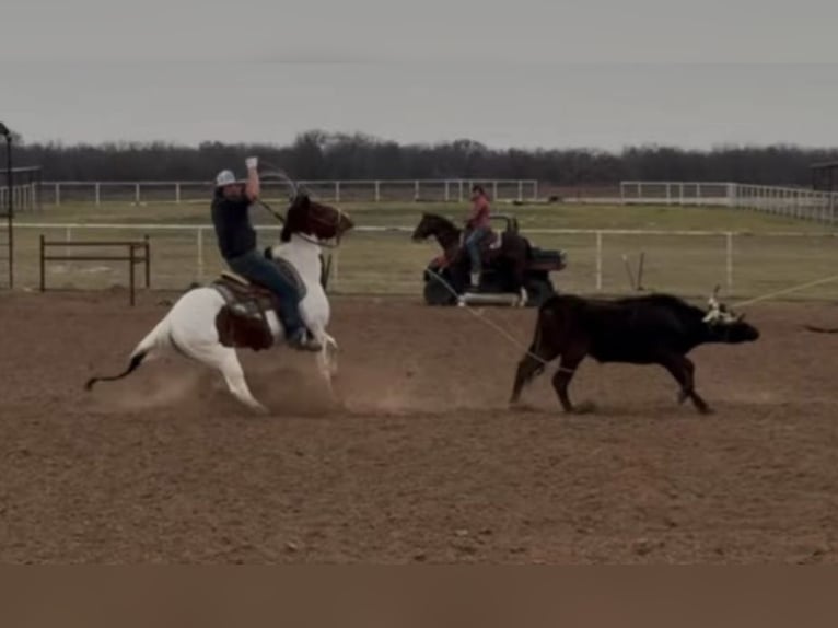 Paint Horse Klacz 4 lat 152 cm in Macon, MO