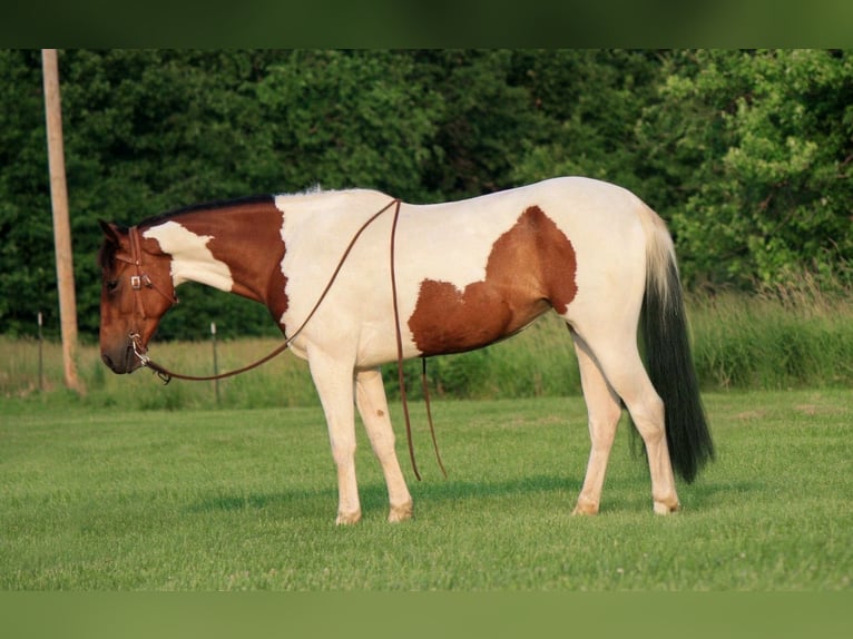 Paint Horse Klacz 4 lat 152 cm in Macon, MO