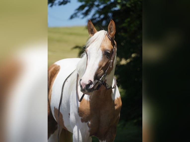 Paint Horse Mix Klacz 4 lat 154 cm Srokata in Nettersheim