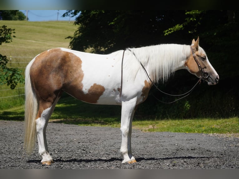 Paint Horse Mix Klacz 4 lat 154 cm Srokata in Nettersheim