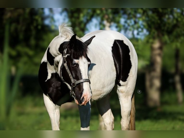 Paint Horse Mix Klacz 4 lat Tovero wszelkich maści in Iszkaszentgy&#xF6;rgy