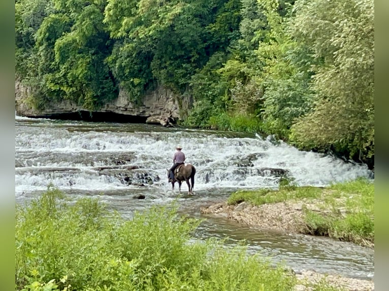 Paint Horse Klacz 5 lat 152 cm Srokata in Cannon Falls