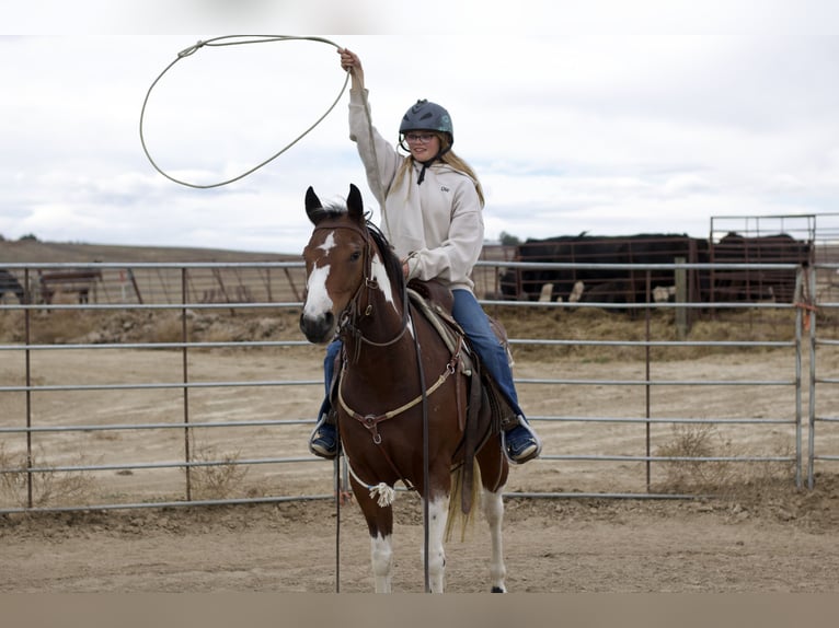 Paint Horse Klacz 5 lat 152 cm Tobiano wszelkich maści in Fort Collins