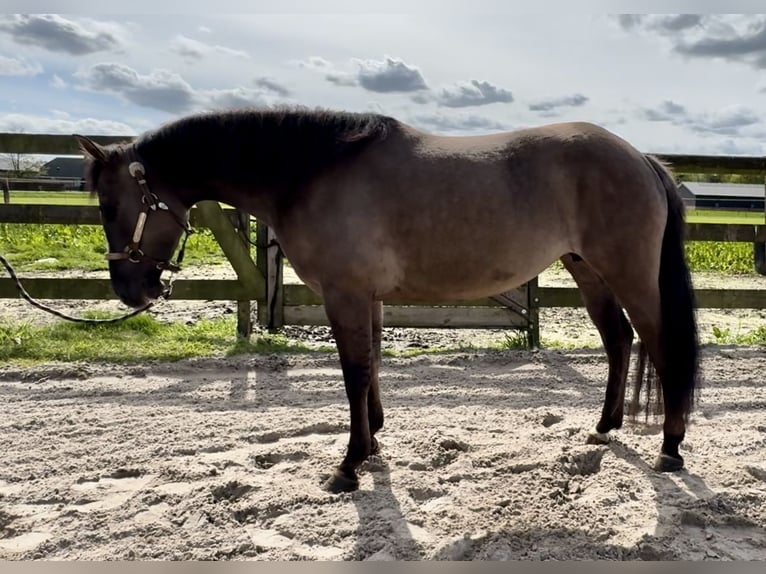 Paint Horse Klacz 5 lat 153 cm Grullo in Barneveld
