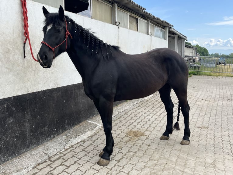 Paint Horse Klacz 5 lat 157 cm Kara in Kappelen