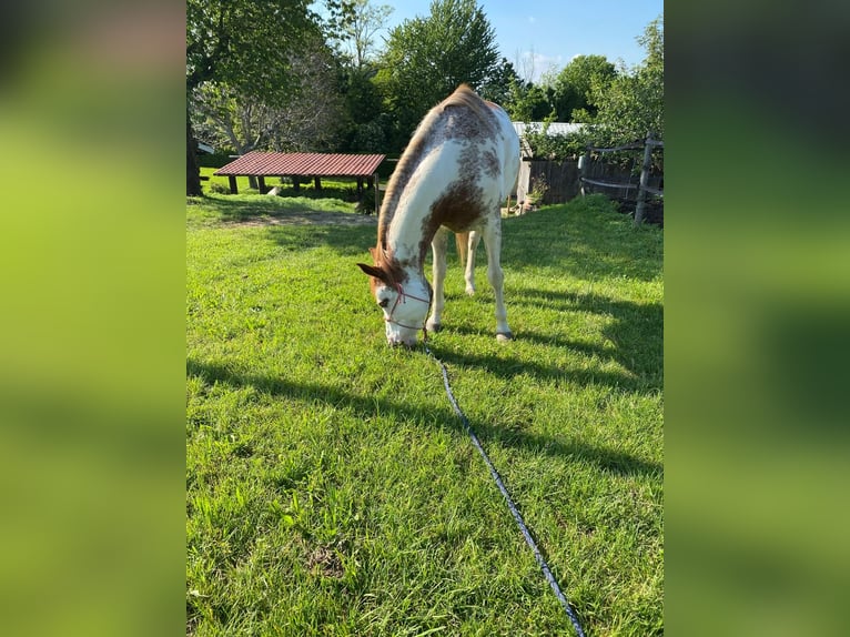 Paint Horse Klacz 6 lat 150 cm Overo wszelkich maści in Cermenate