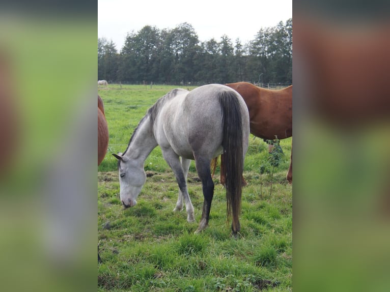 Paint Horse Klacz 6 lat 150 cm Siwa in Treuenbrietzen Paint Horse Klacz 6 lat 150 cm Siwa in Treuenbrietzen