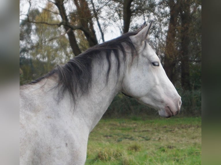 Paint Horse Klacz 6 lat 150 cm Siwa in Treuenbrietzen Paint Horse Klacz 6 lat 150 cm Siwa in Treuenbrietzen