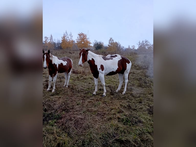 Paint Horse Klacz 6 lat 152 cm Ciemnokasztanowata in Rottleben