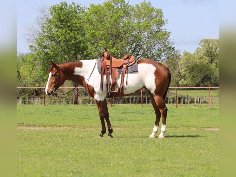 Paint Horse Klacz 6 lat 157 cm in Grand Saline, TX