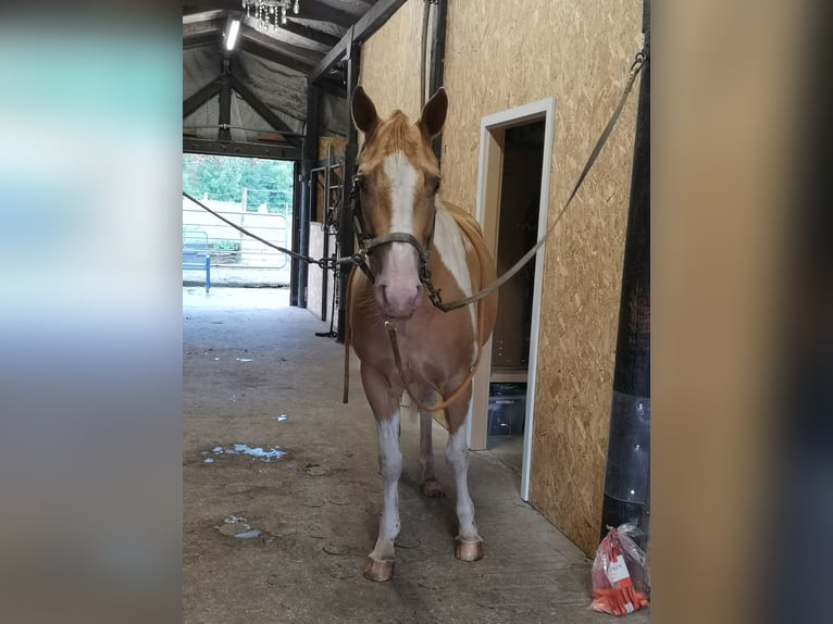 Paint Horse Mix Klacz 6 lat 160 cm Szampańska in Lengerich