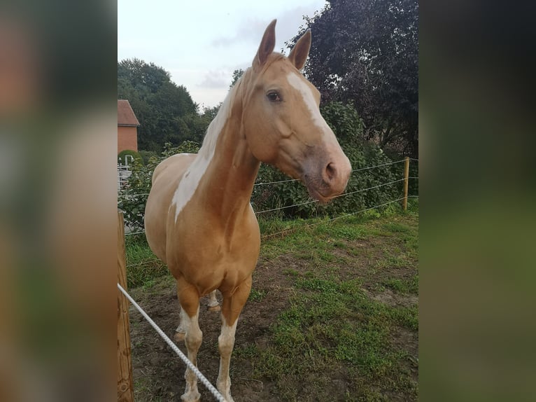 Paint Horse Mix Klacz 6 lat 160 cm Szampańska in Lengerich