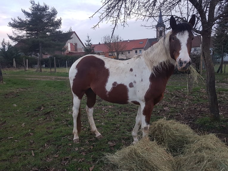 Paint Horse Klacz 6 lat Tovero wszelkich maści in moselle