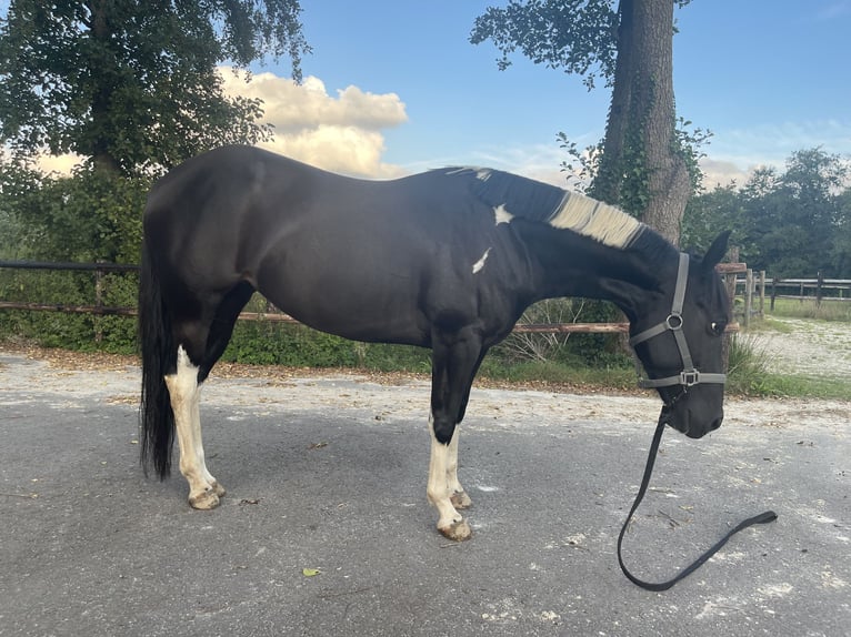 Paint Horse Klacz 7 lat 148 cm Tobiano wszelkich maści in Midwolde