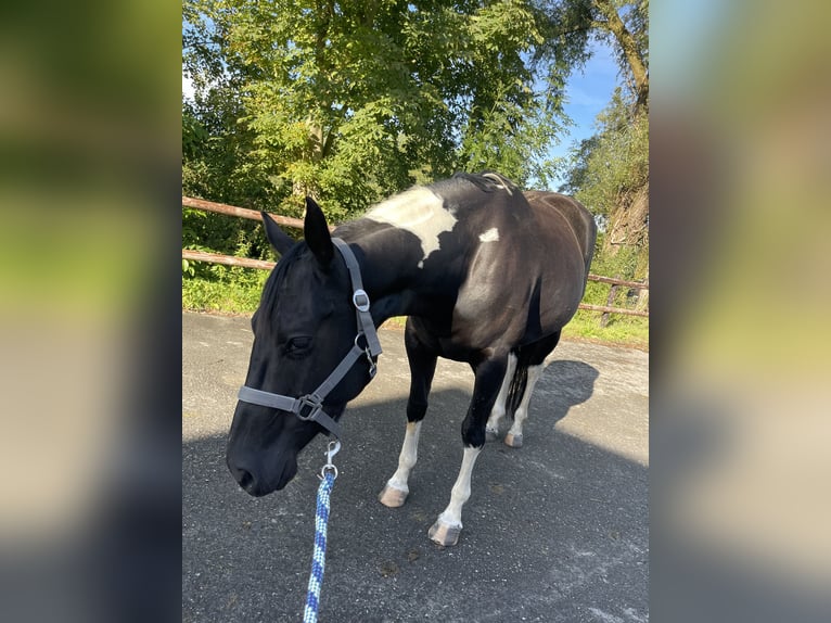 Paint Horse Klacz 7 lat 148 cm Tobiano wszelkich maści in Midwolde