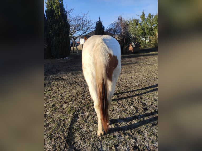 Paint Horse Klacz 7 lat 150 cm Srokata in Gorzów Wielkopolski