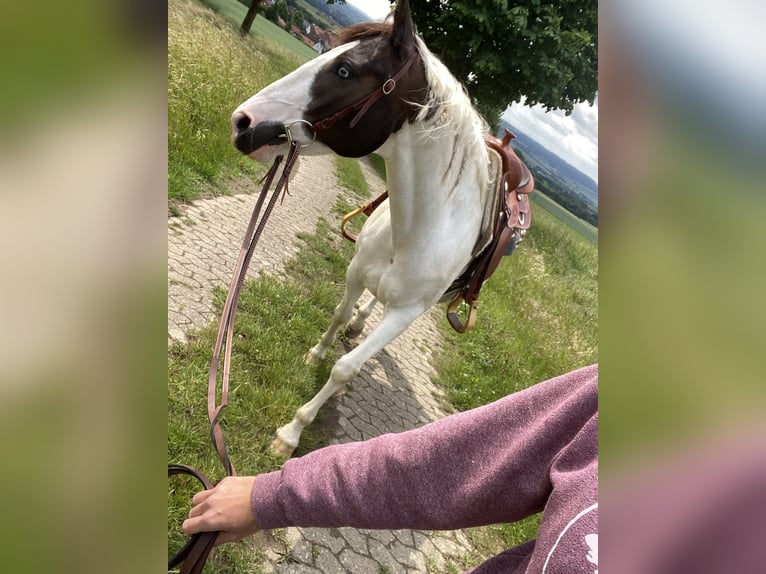 Paint Horse Klacz 7 lat 152 cm Tovero wszelkich maści in Hessisch Oldendorf