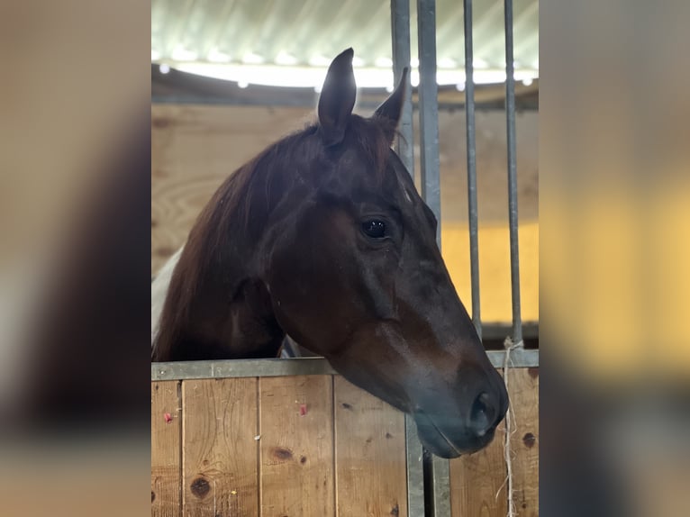 Paint Horse Klacz 7 lat 153 cm Overo wszelkich maści in Dobrohost