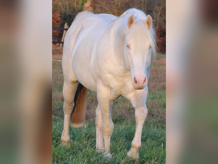 Paint Horse Klacz 7 lat 155 cm Tovero wszelkich maści in Zerf