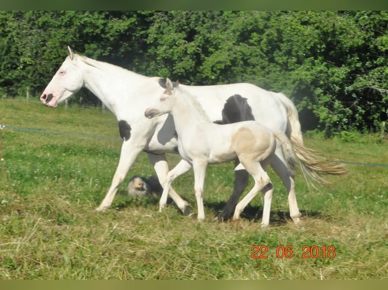 Paint Horse Klacz 7 lat 155 cm Tovero wszelkich maści in Zerf