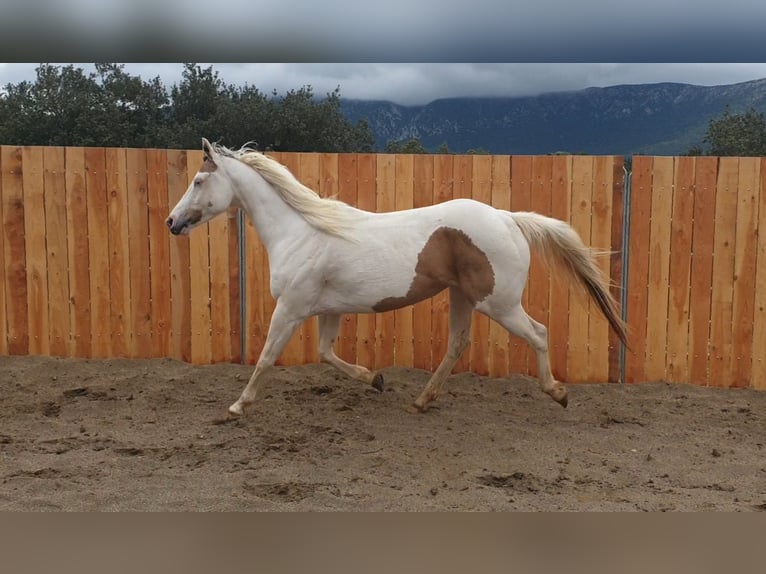 Paint Horse Klacz 7 lat 155 cm Tovero wszelkich maści in Zerf